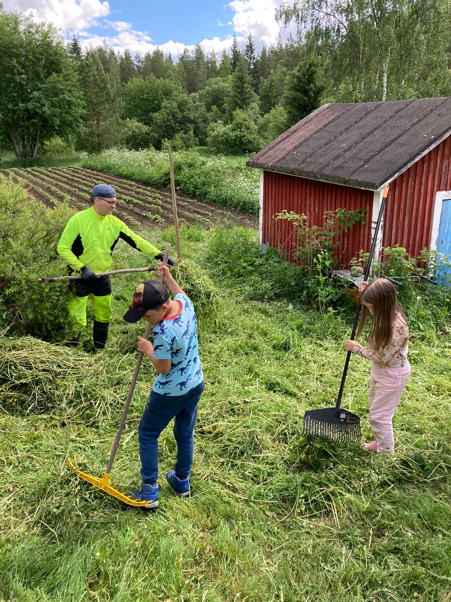 Heino Vanhala ja kaksi lasta haravoi ja nostaa vihreää heinää seipäälle, taustalla punainen mökki ja kasvimaa.