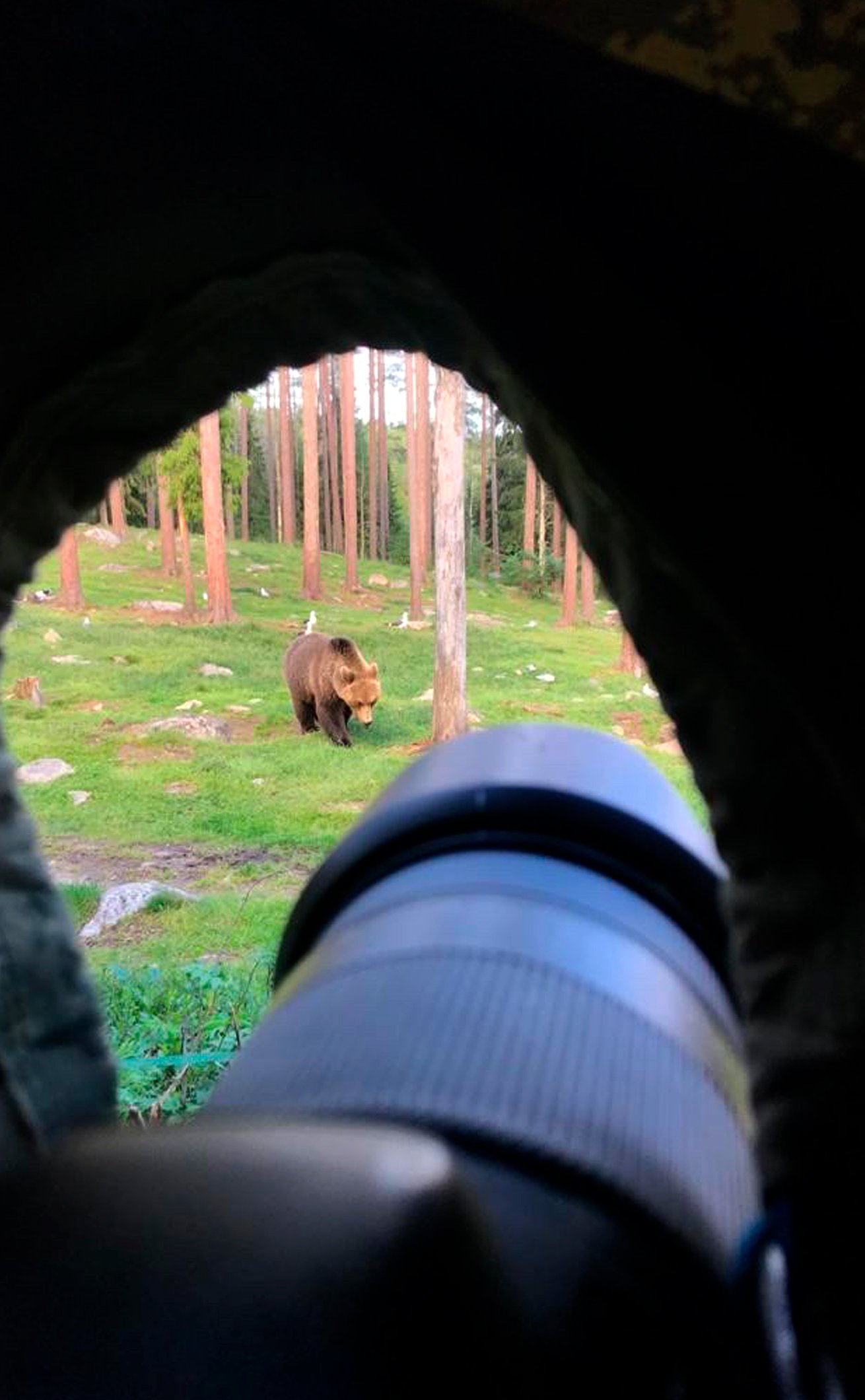 Kesällä 2020 Milja Haaksluoto kävi Kainuussa karhusafarilla.