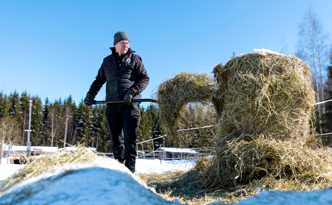 Anssi Valkonen tallipuuhissa.