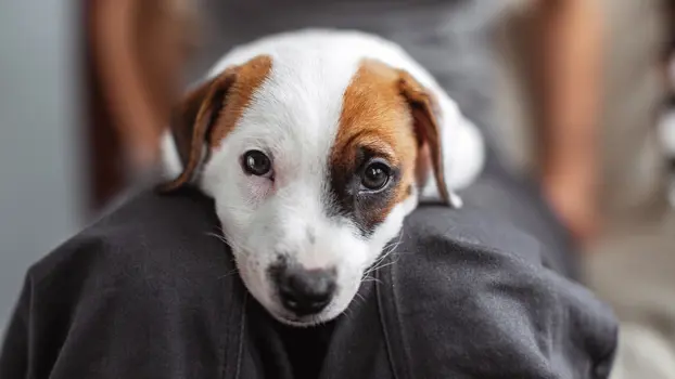 Pieni ruskea-valkoinen koiranpentu katsoo kameraan ihmisen sylissä.