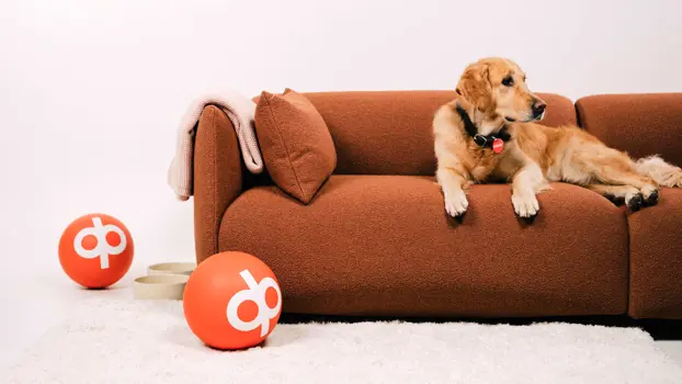 Kultainen noutaja lepäilee mukavasti sohvalla. Lattialla on pehmeä matto, jonka päällä kaksi isoa oranssia OP-logolla varustettua palloa.