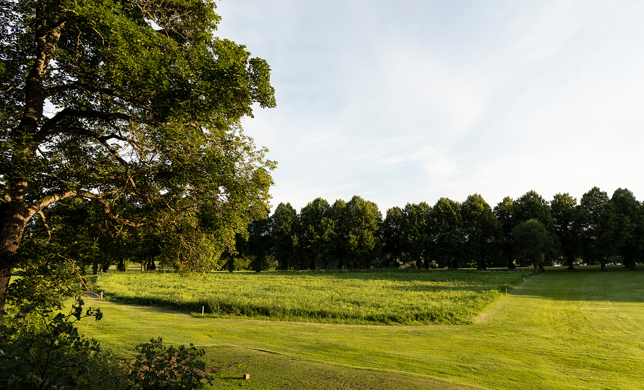 Aulanko Golf Hugo-kentälle kylvetty kukkaniitty