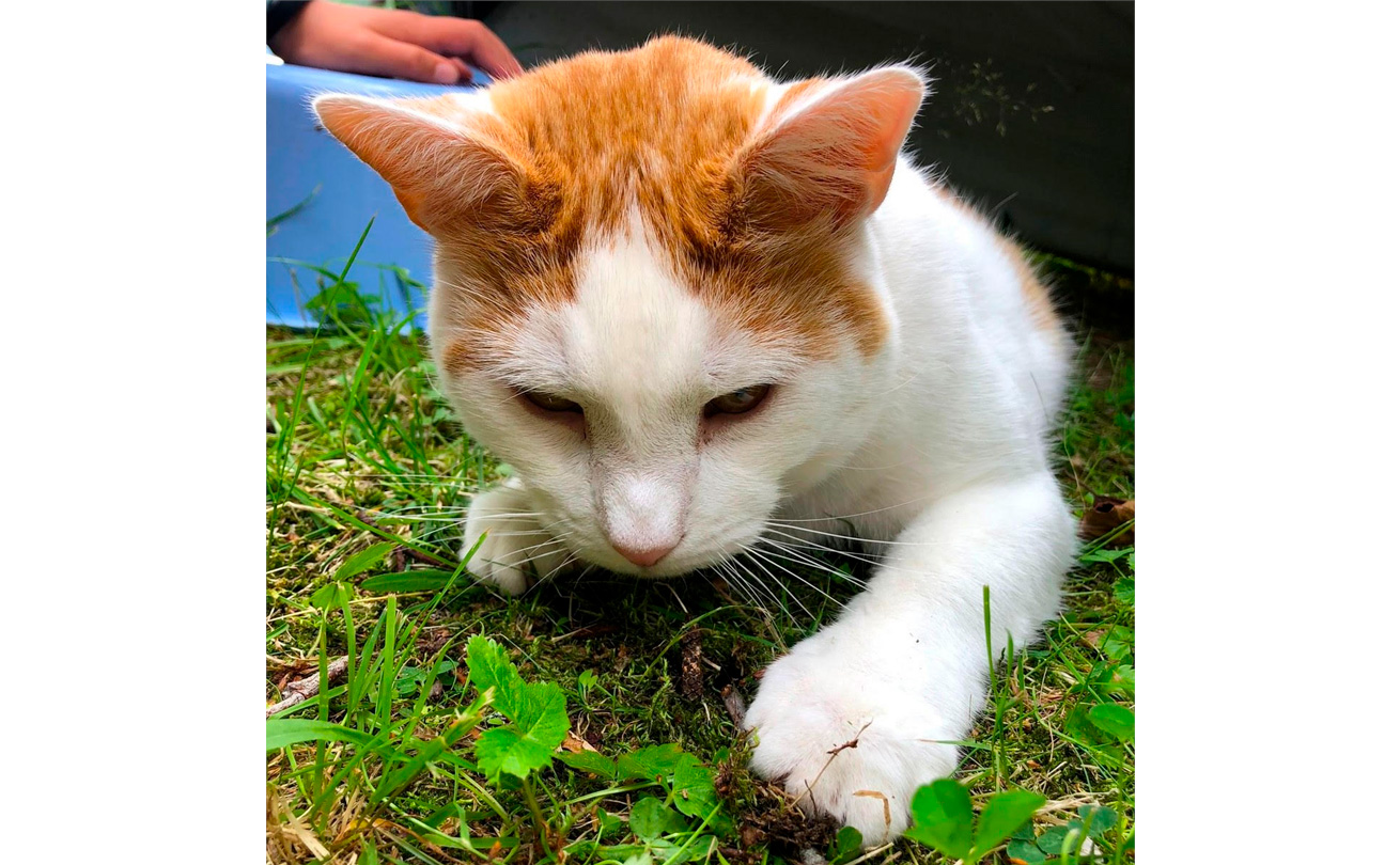 Kuvassa puna-valkoinen kissa makaa maassa ja katselee ruohoa.