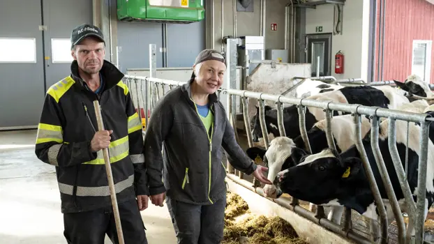 Kuvassa yrittäjäpariskunta navetassaan.