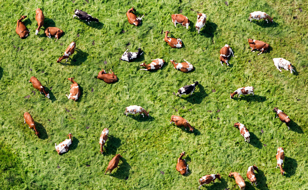 Kuvassa iso määrä lehmiä makoilemassa vihreällä laitumella.