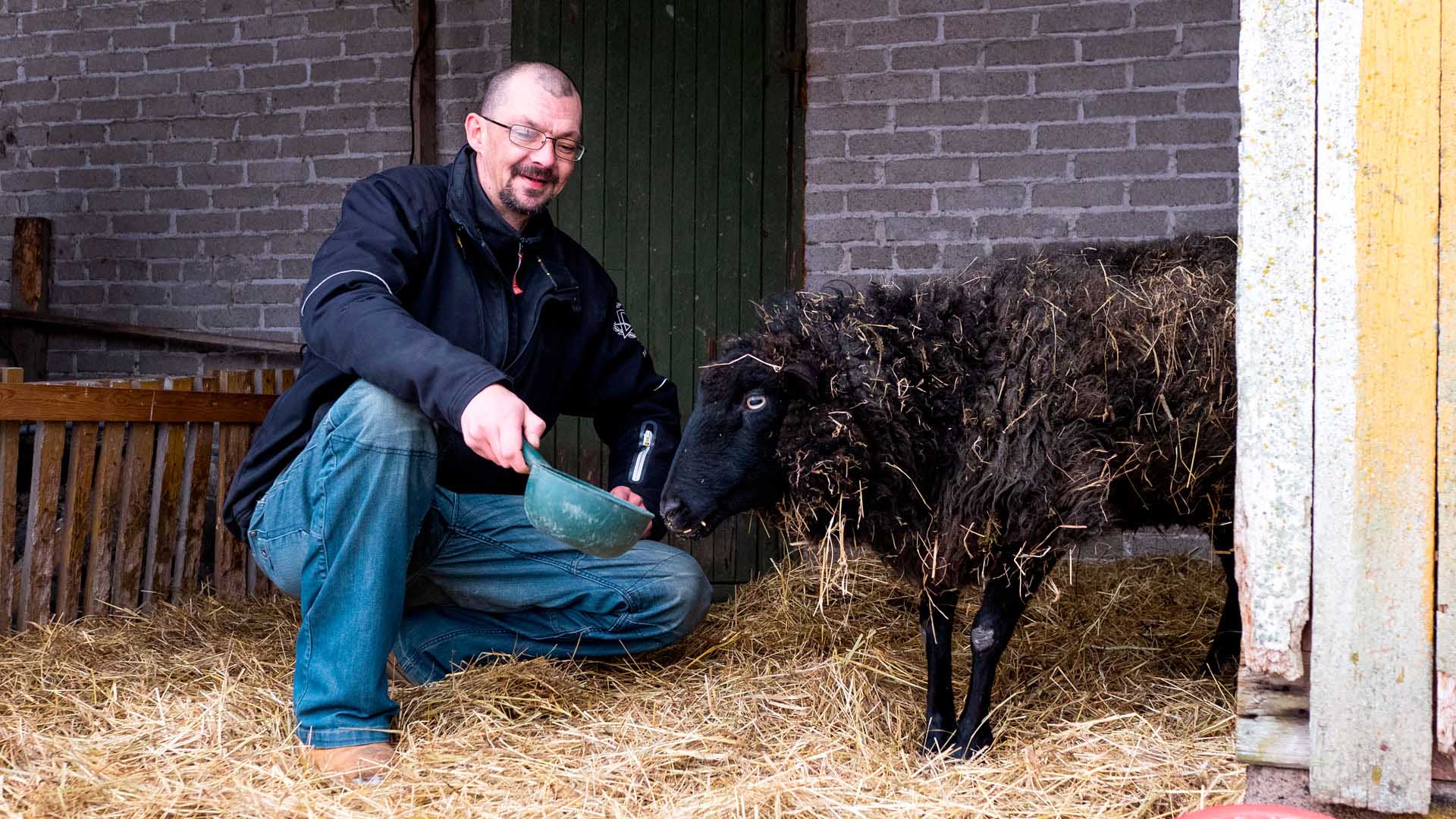 Jan Kupela syöttää kuvassa mustaa lammasta.