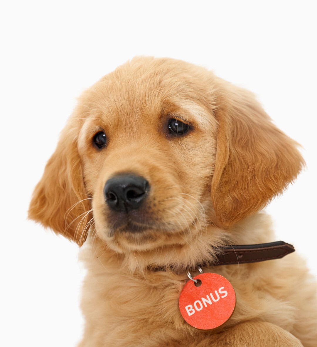 Isävitsejä Bonus-koiran tyyliin. Kuvassa Bonus-koiranpentu.