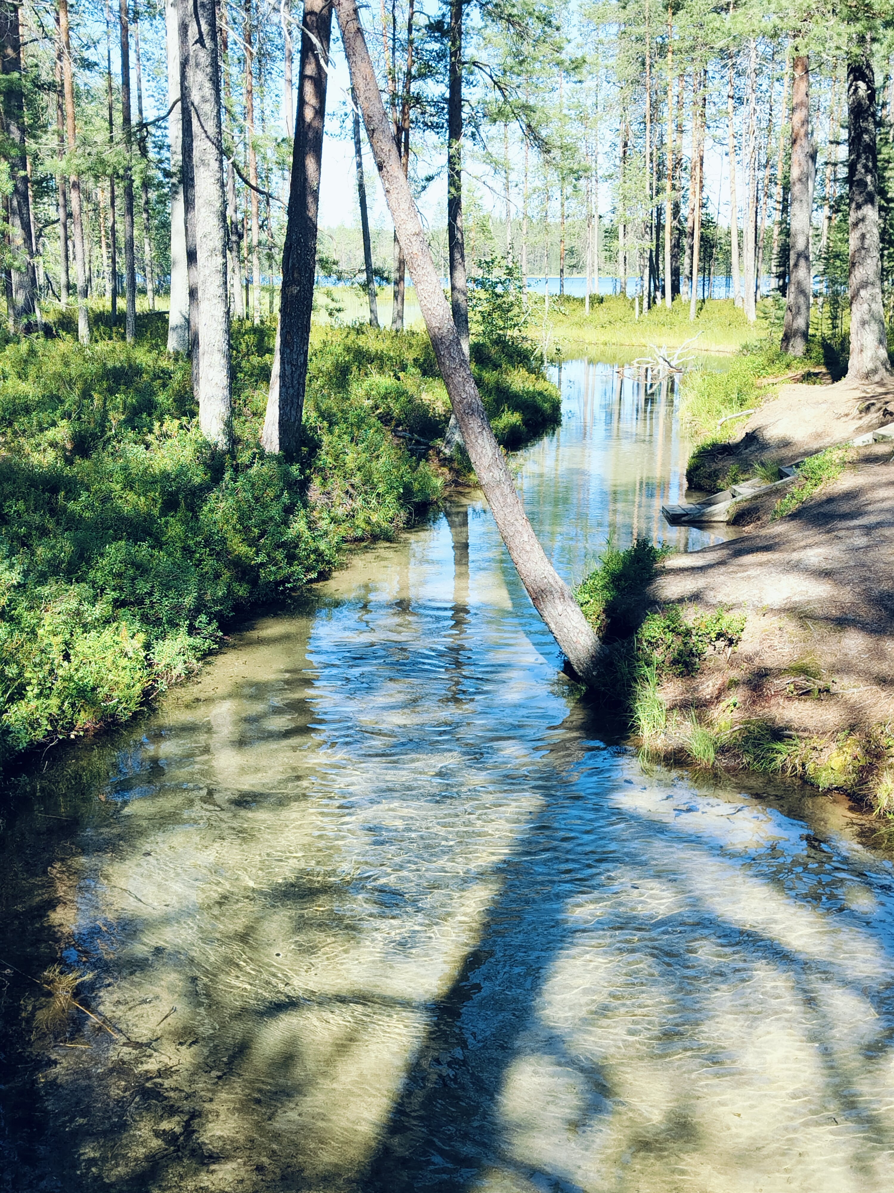 Muikkupuron mutka.