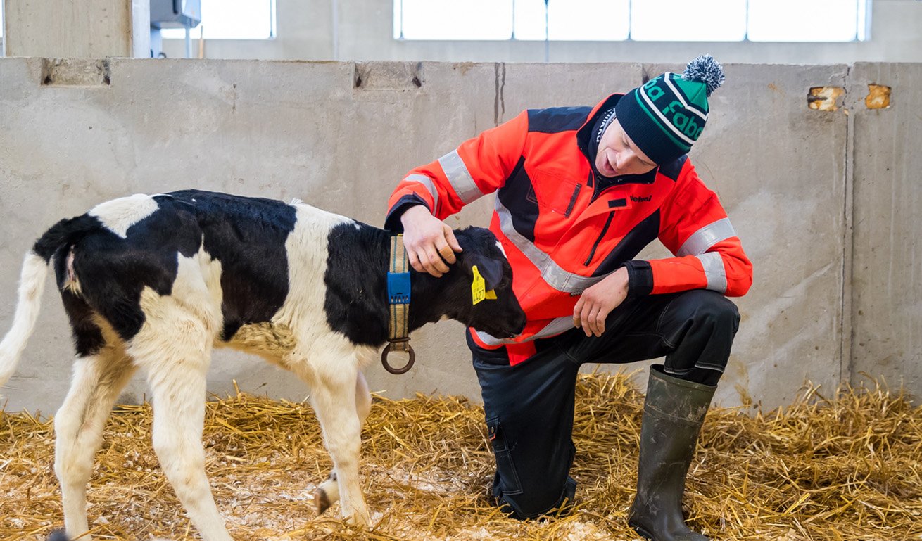 Kuvassa Ala-Soinin tilan Joonas Ylikahri ja vasikka.